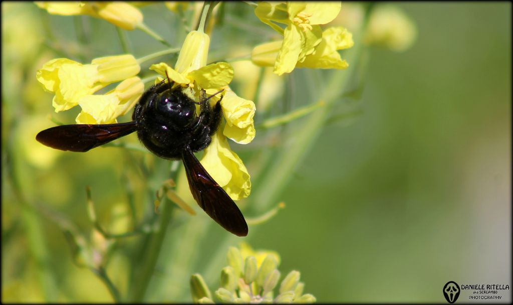 Xylocopa violacea???....  Xylocopa sp.